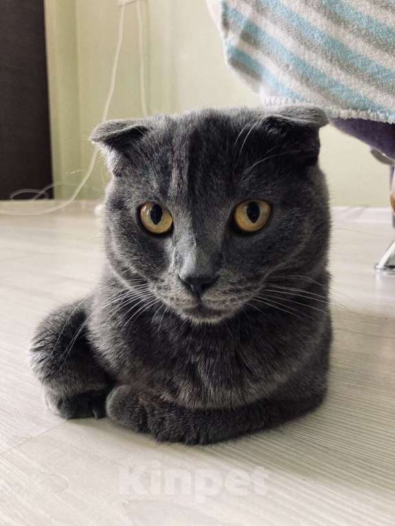 Кошки в Иркутске: Отдам в добрые ручки котика Мальчик, Бесплатно - фото 1