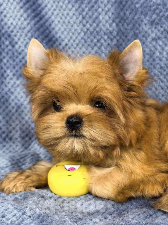 Собаки в Москве: Русская салонная собака Мальчик, 50 руб. - фото 3