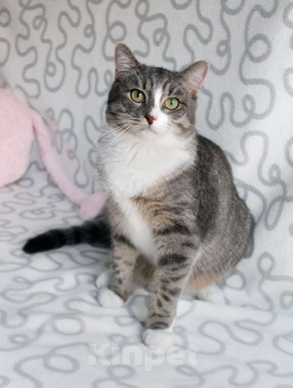 Кошки в Москве: Котя и Масик Мальчик, Бесплатно - фото 7