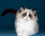 Кошки в Москве: Рэгдолл котята  Мальчик, 200 000 руб. - фото 5