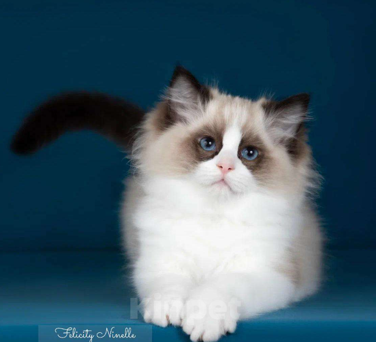 Кошки в Москве: Рэгдолл котята  Мальчик, 200 000 руб. - фото 5