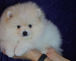 Собаки в Москве: Мальчик померанского шпица Мальчик, 30 000 руб. - фото 6