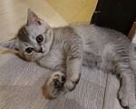 Кошки в Люберцах: Шотландские чистокровные котята  Мальчик, 8 000 руб. - фото 7