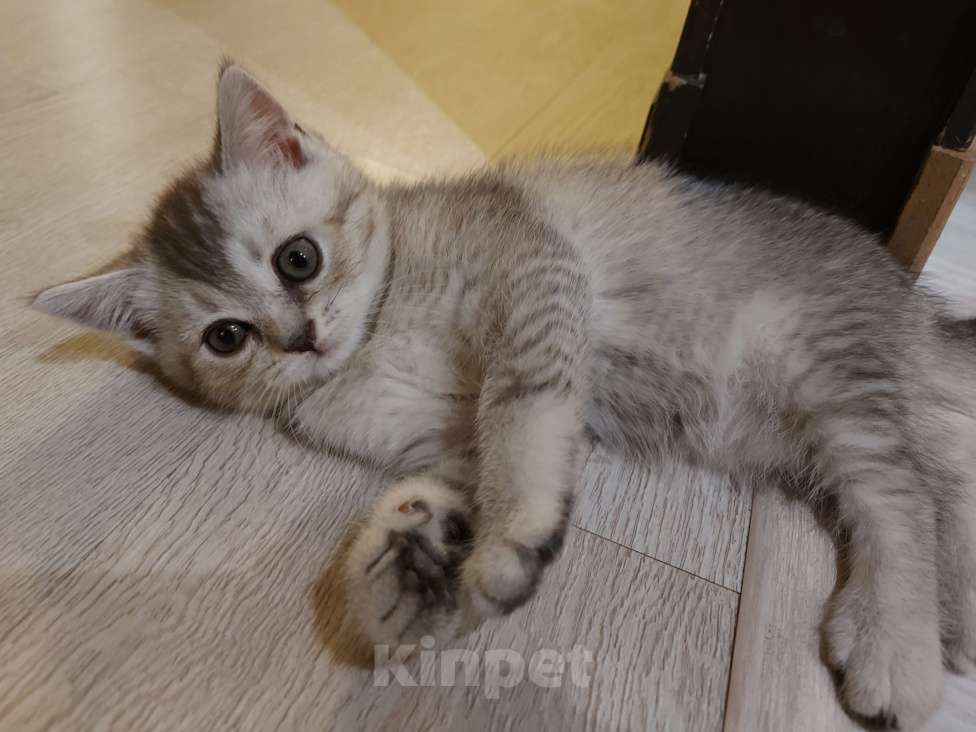 Кошки в Люберцах: Шотландские чистокровные котята  Мальчик, 8 000 руб. - фото 7