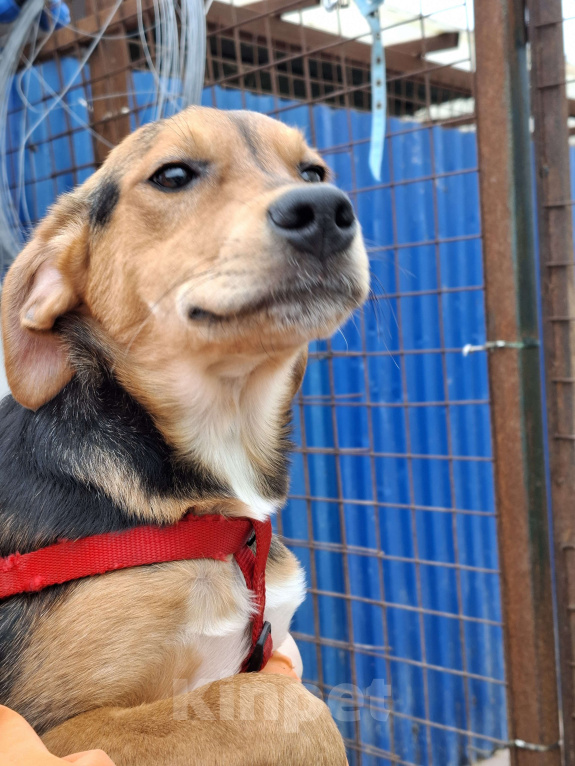 Собаки в Сергиеве Посаде: Девочка Дина Девочка, Бесплатно - фото 2