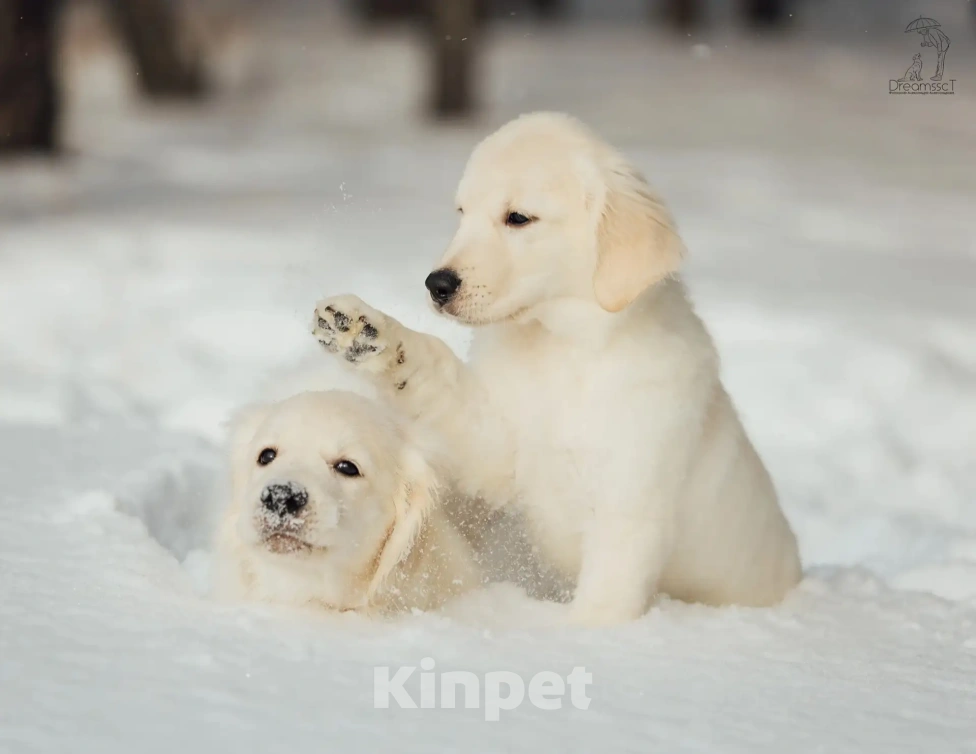 Собаки в Красноярске: Высокопородные щенки Золотистого ретривера Мальчик, Бесплатно - фото 4