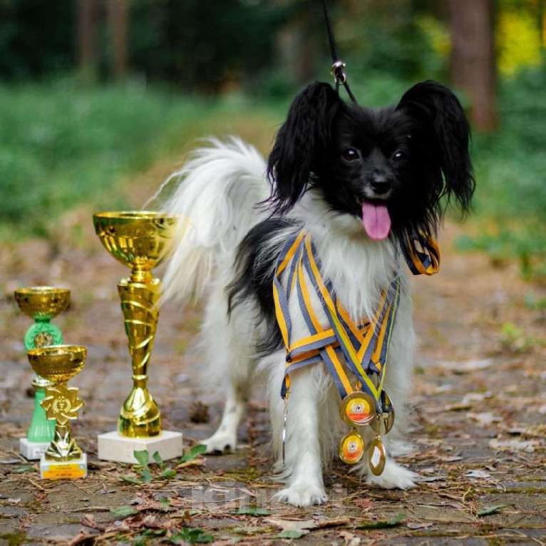 Собаки в других городах Московской области: Щенки Папийон мальчик Мальчик, 15 000 руб. - фото 7