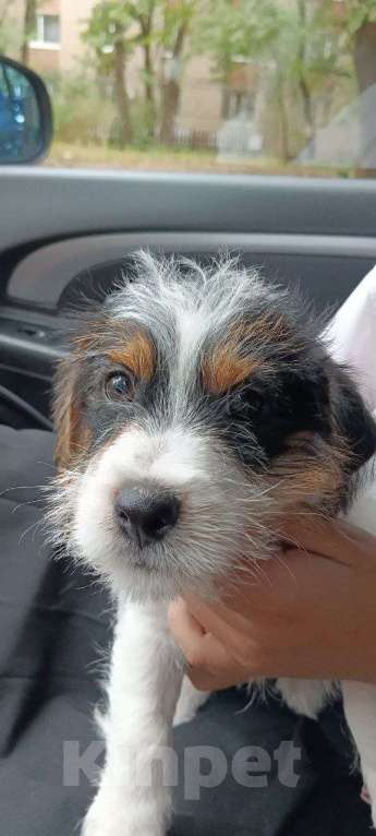 Собаки в Ростове-на-Дону: Поздоровайтесь с Каратом! 🐾 Мальчик, 40 000 руб. - фото 2