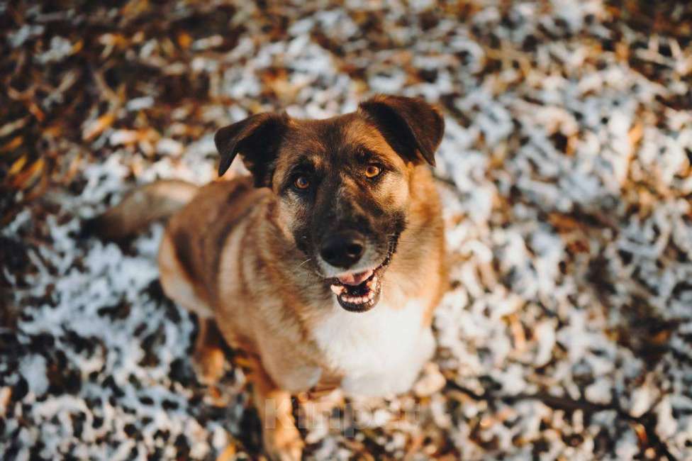 Собаки в Москве: Марти очень ждет семью Мальчик, Бесплатно - фото 4