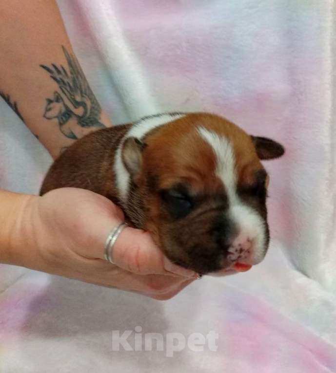 Собаки в Москве: Яркий малыш амстаффа  Мальчик, 80 000 руб. - фото 4