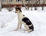 Собаки в Москве: Ваш самый лучший компаньон, молодая собачка Люся в добрые руки Девочка, Бесплатно - фото 1