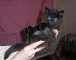 Кошки в Малмыже: Котята от персидской кошки, 500 руб. - фото 2