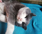 Кошки в Калачинске: Кастрированный молодой котик в добрые руки, Бесплатно - фото 1