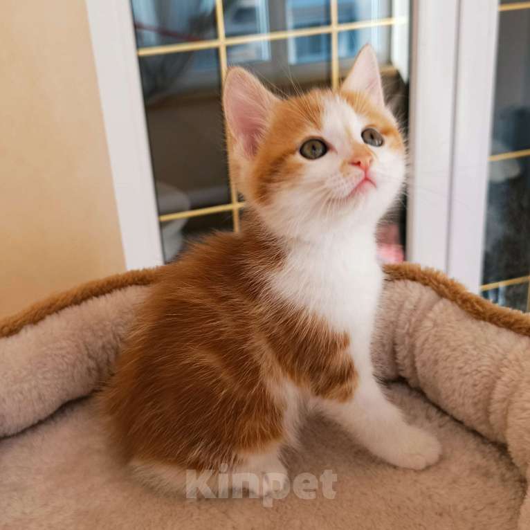 Кошки в Геленджике: Котенок курильского бобтейла Девочка, 25 000 руб. - фото 3