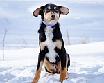 Собаки в Солнечногорске: Щенок в добрые руки Мальчик, Бесплатно - фото 4