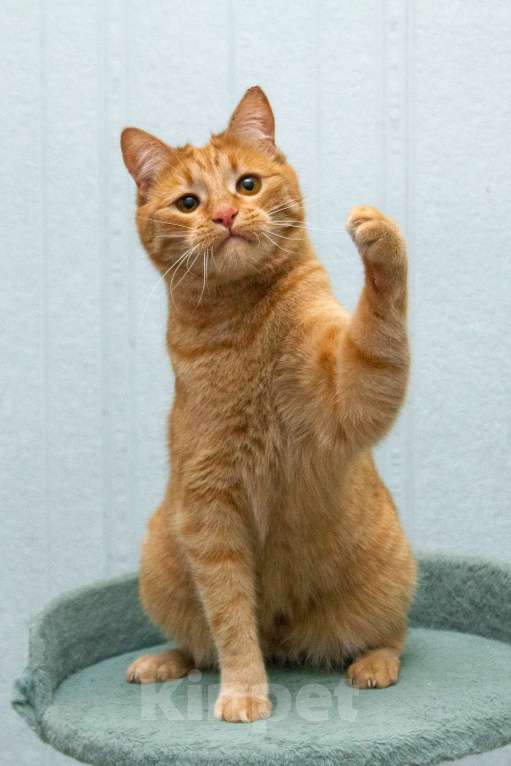 Кошки в Москве: Рыжая Злата в добрые руки Мальчик, Бесплатно - фото 3