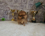 Собаки в Москве: Померанский шпиц мини медежоночек Мальчик, Бесплатно - фото 3