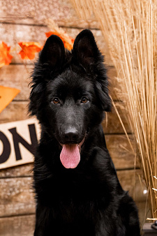 Немецкая Овчарка длинношерстна 