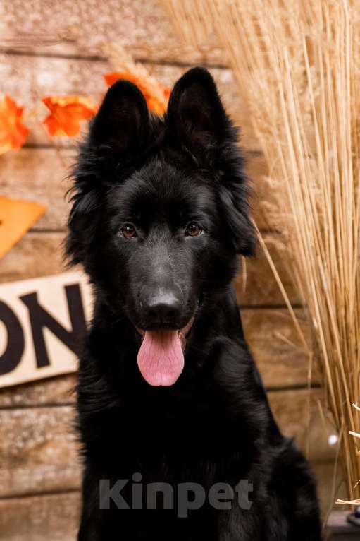 Собаки в Сергиеве Посаде: Немецкая Овчарка длинношерстна  Девочка, 80 000 руб. - фото 1