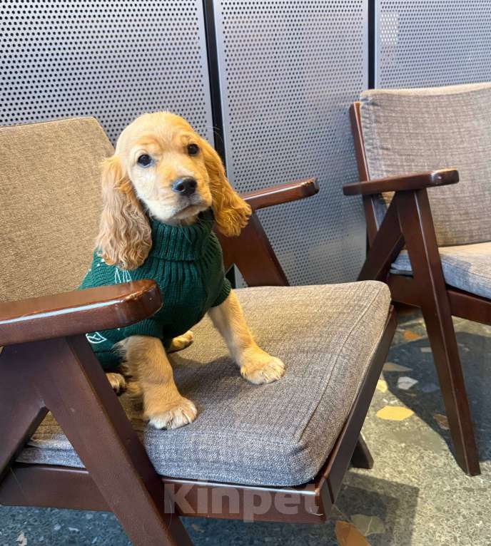 Собаки в других городах Краснодарского края: Английский Кокер спаниель  Мальчик, 17 000 руб. - фото 1