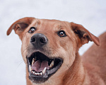 Собаки в Москве: Ищет дом Пако - сын маминой подруги Мальчик, Бесплатно - фото 1