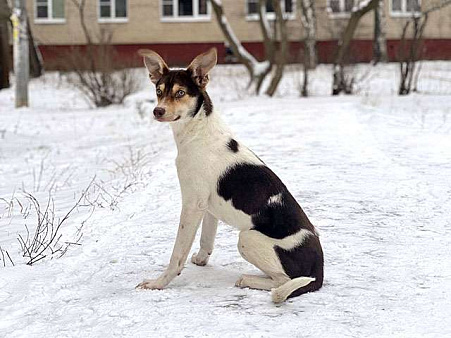 Объявление: Ваш самый лучший компаньон, молодая собачка Люся в добрые руки, Бесплатно, Москва