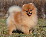 Собаки в Санкт-Петербурге: Мальчик померанского шпица Мальчик, Бесплатно - фото 1