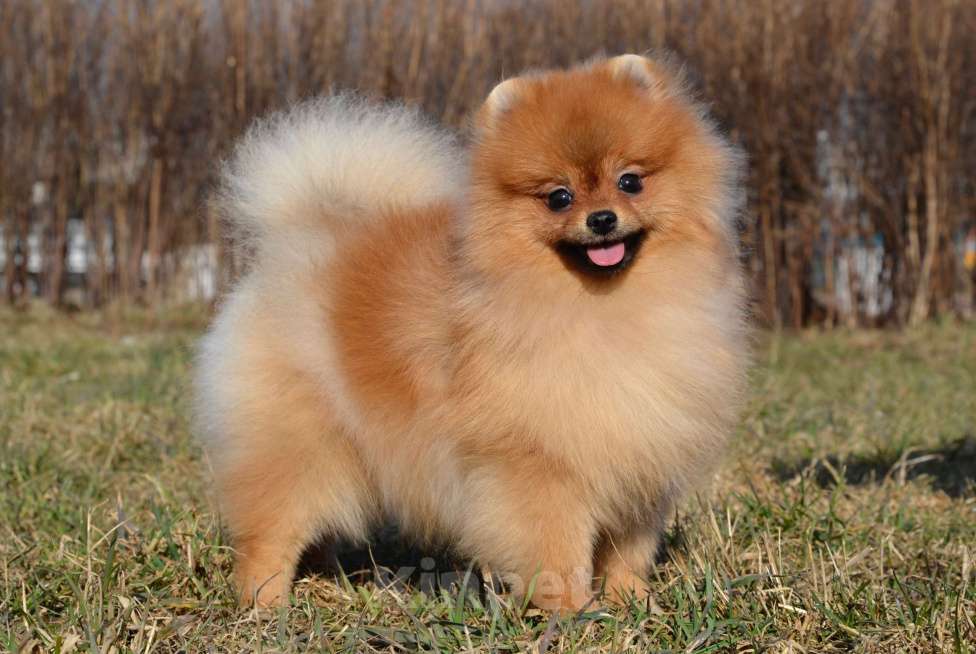 Собаки в Санкт-Петербурге: Мальчик померанского шпица Мальчик, Бесплатно - фото 1