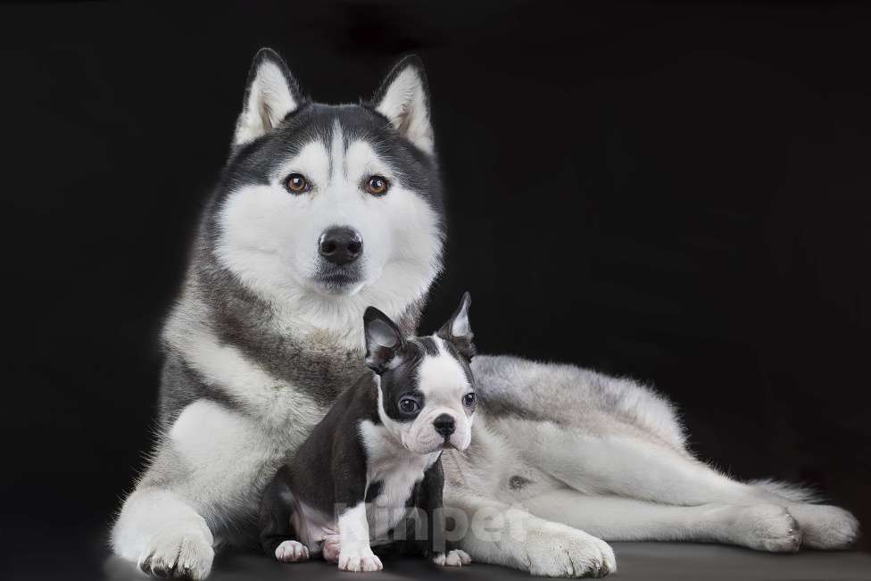 Собаки в Санкт-Петербурге: Щенки Бостон терьера Мальчик, Бесплатно - фото 2