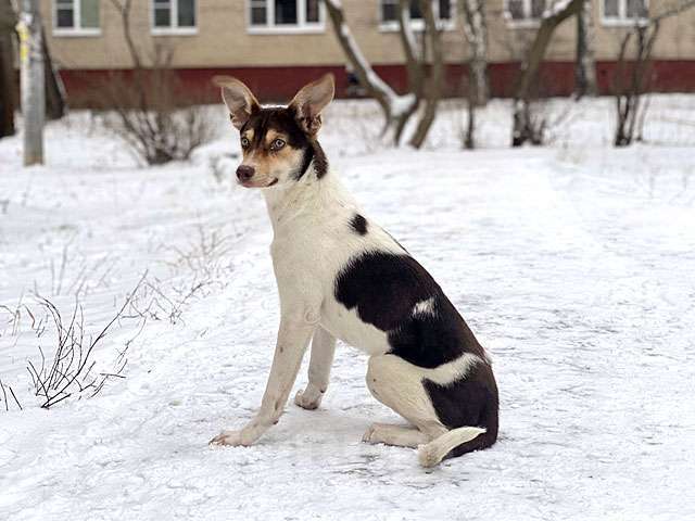 Собаки в Москве: Ваш самый лучший компаньон, молодая собачка Люся в добрые руки Девочка, Бесплатно - фото 1
