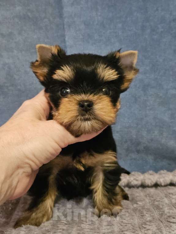Собаки в Москве: Мальчик йорка мелкий стандарт  Мальчик, 50 000 руб. - фото 4