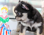 Собаки в Санкт-Петербурге: Чихуахуа купить щенка Девочка, 50 000 руб. - фото 3
