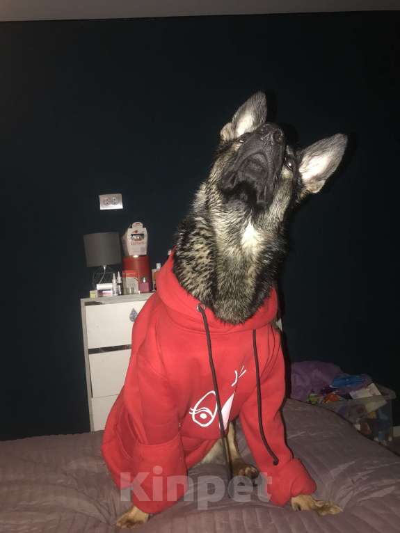 Собаки в Липецке: Немецкая овчарка в добрые руки Мальчик, 1 руб. - фото 5