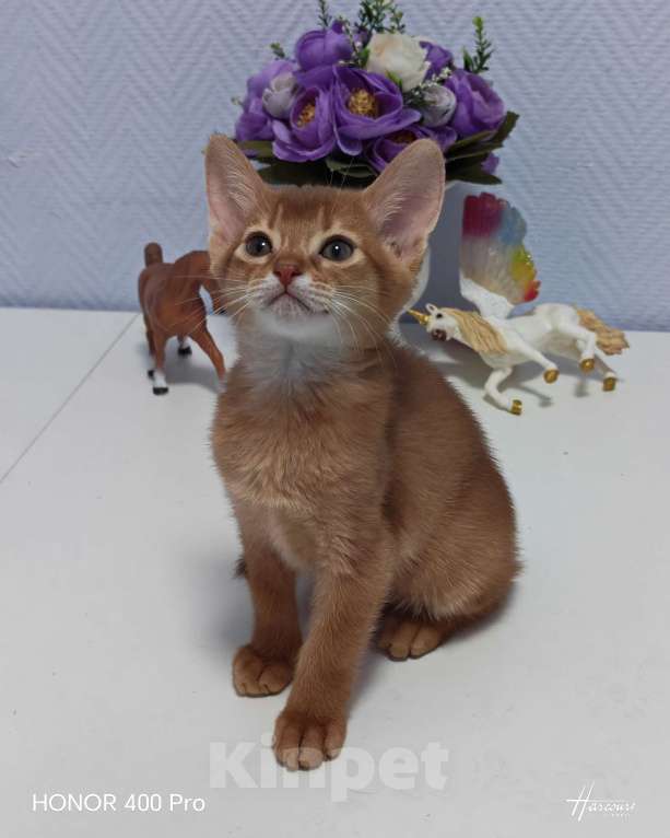 Кошки в Москве: Абиссинские котята  Девочка, 45 000 руб. - фото 3