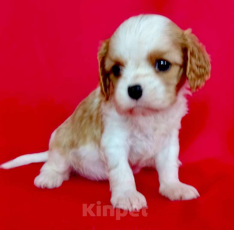 Собаки в Москве: Девочка Кавалер Кинг Чарльз Спаниель Девочка, 120 000 руб. - фото 6