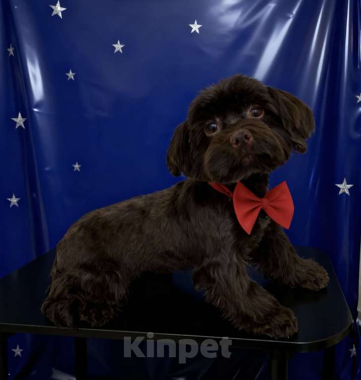 Собаки в Москве: Коричневый йорк девочка горький шоколад стандарт взрослая Девочка, 45 000 руб. - фото 8