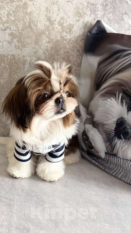 Собаки в Смоленске: Малыш мини ши тцу вязка Китай Мальчик, 80 000 руб. - фото 1