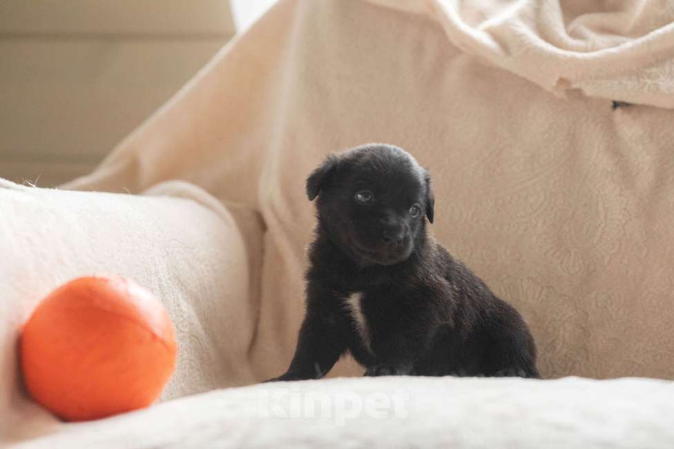 Собаки в Москве: Кроха Тихон ищет родителей Мальчик, Бесплатно - фото 3