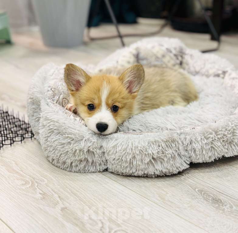 Собаки в Краснозаводске: Продажа щенков корги Девочка, Бесплатно - фото 2