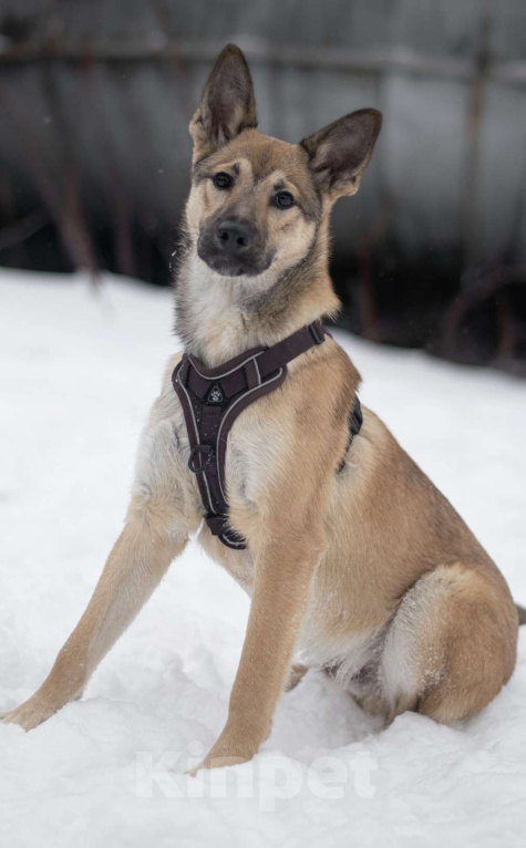 Собаки в Москве: Патрик Мальчик, Бесплатно - фото 1