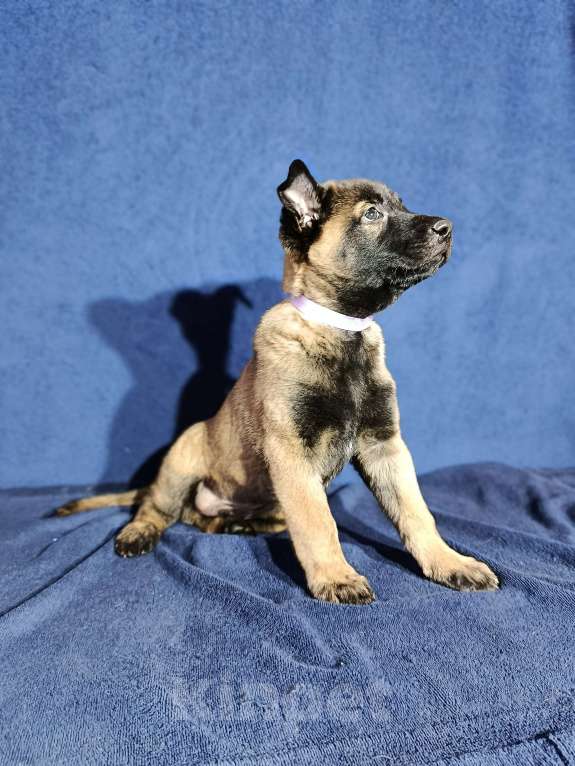 Собаки в Дедовске: Готовы к резерву щенки малинуа!!! Мальчик, 70 000 руб. - фото 4