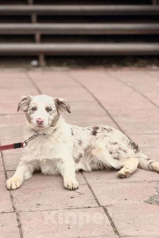 Собаки в Москве: Голубоглазая девочка бордер-колли Девочка, 85 000 руб. - фото 4