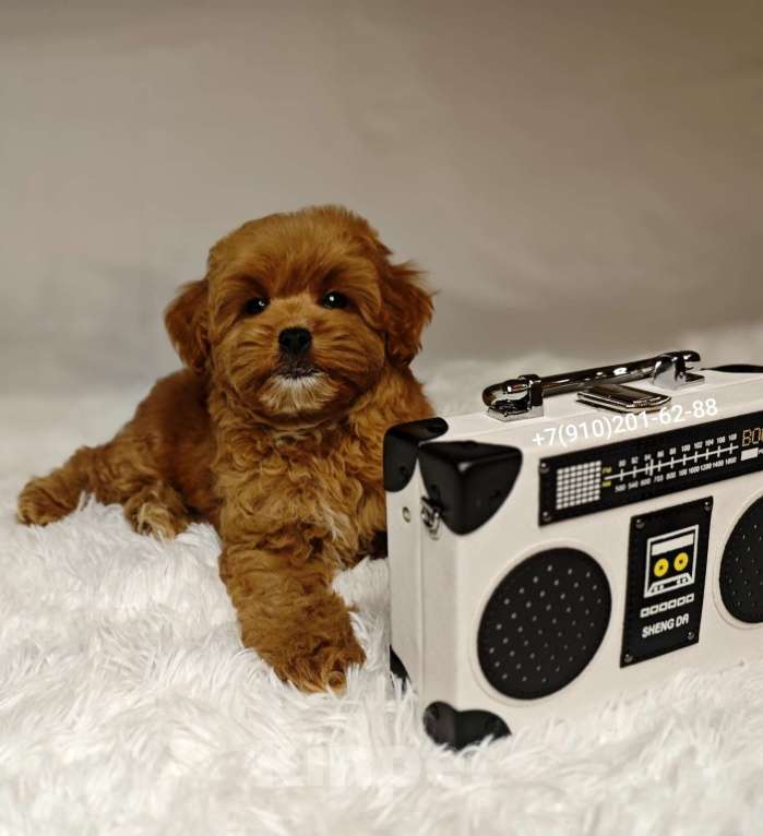 Собаки в Москве: Мальтипу GOLDEN мальчик Мальчик, 140 000 руб. - фото 4