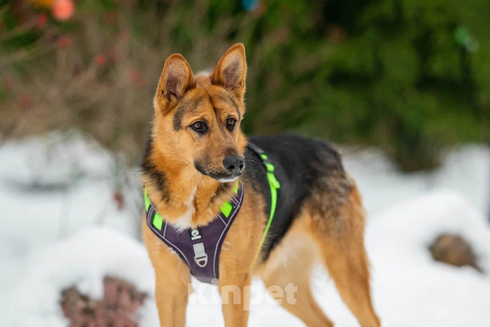 Собаки в Москве: Джой в поисках дома Мальчик, Бесплатно - фото 2