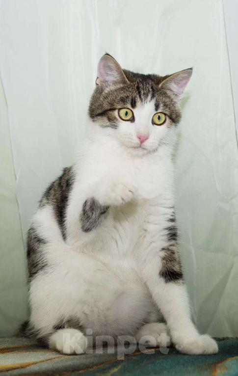 Кошки в Москве: Степан Мальчик, Бесплатно - фото 2