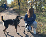 Собаки в Москве: Веселый парень Мальчик, Бесплатно - фото 5