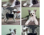 Собаки в Красноярске: Китайская хохлатая Мальчик, 10 000 руб. - фото 1