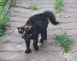 Кошки в Москве: Я ищу тебя ...... Девочка, Бесплатно - фото 4
