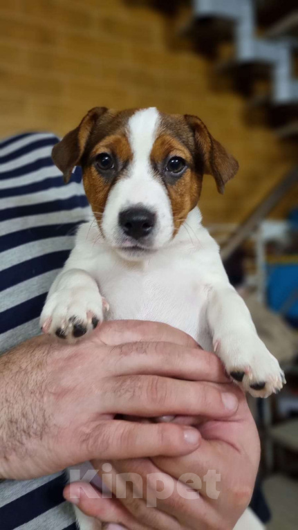 Собаки в Москве: Мальчик 3 мес  Мальчик, Бесплатно - фото 2