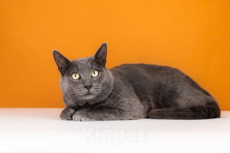 Кошки в Москве: Крупный красавчик русской голубой породы Торр в дар Мальчик, 1 руб. - фото 6